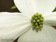 Day 40White Tree Flower