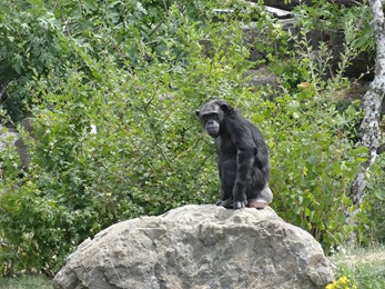 2018.08.25-001 chimpanzé (12h52)