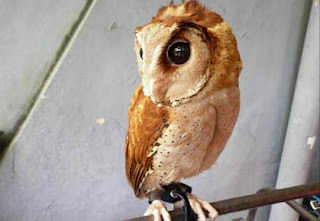 Foto Oriental Bay Owl