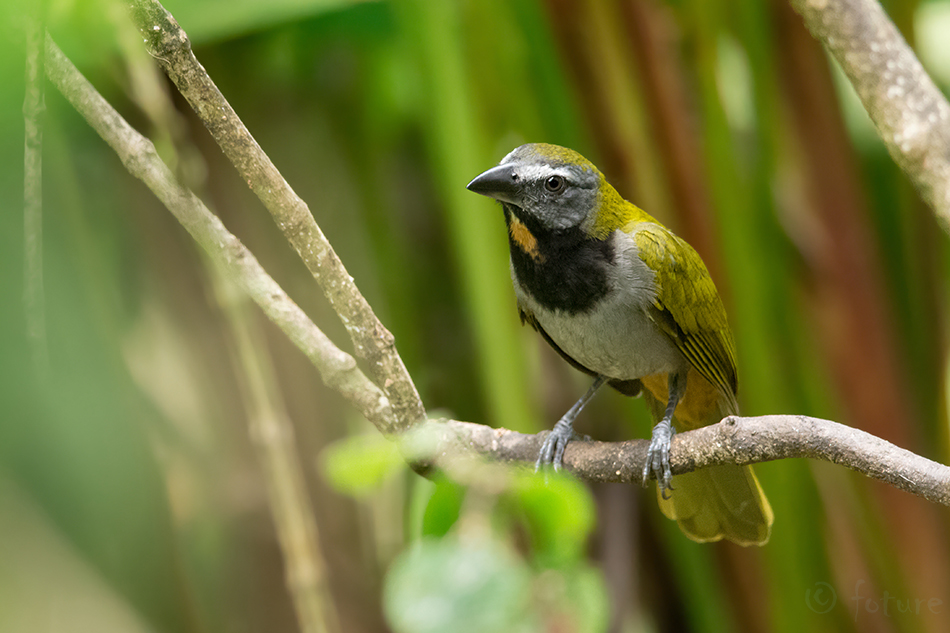 Saltator maximus, Buff-throated Saltator, tanager, tangara