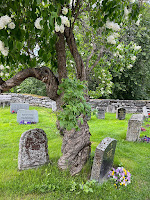 Lilac tree at Ringebu Stave church, Norway