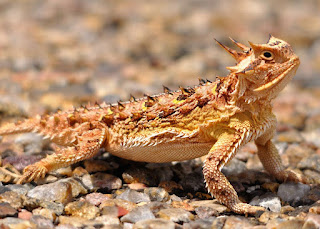 Facts About Horned Lizard