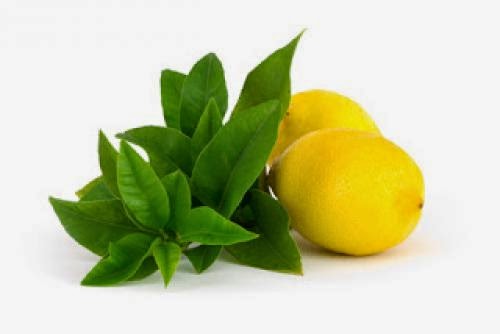 Herb Analysis The Versatile Lemon Verbena