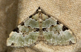 Green Carpet, Colostygia pectinataria.  A Geometer.  Gill Peachey's moth trap at Farthing Downs, 31 August 2011.