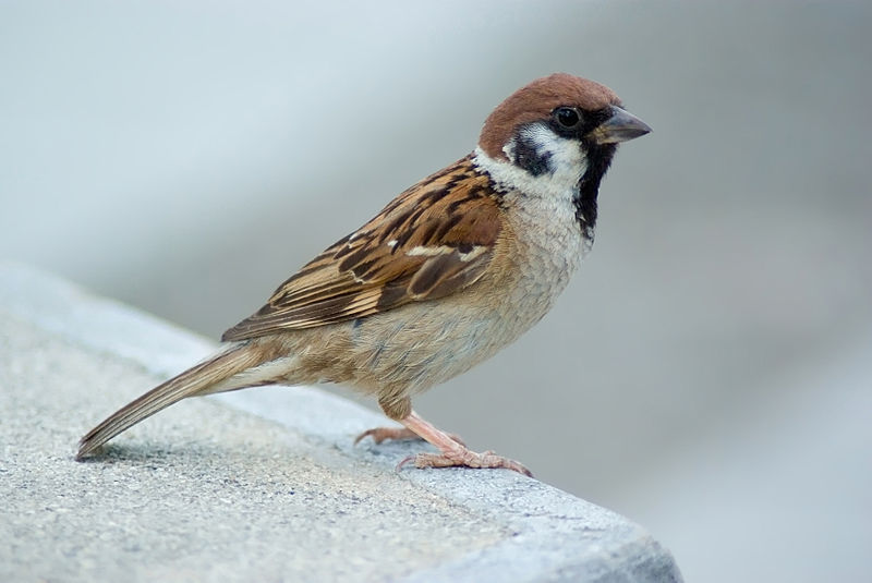 alamat ng maya legend of the tree sparrow