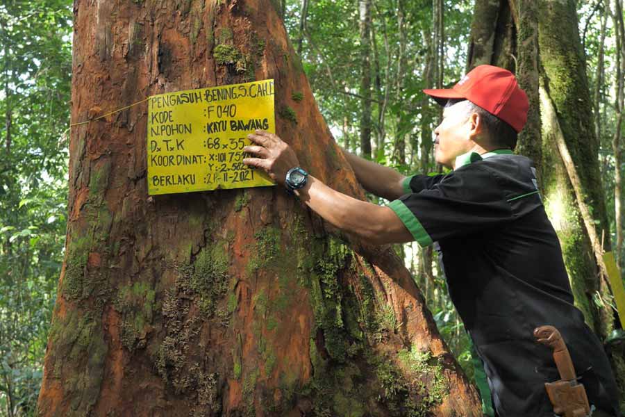 Peduli Kondisi Bumi, Saatnya Beraksi Untuk Hutan Indonesia