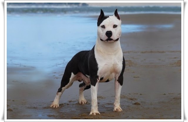 American Staffordshire Terrier