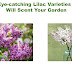  10 Eye-catching Lilac Varieties That Will Scent Your Garden