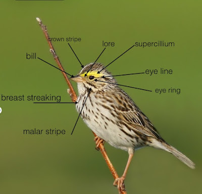 Savannah Sparrow identification