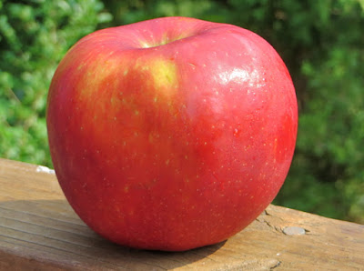 Mahana Red apple