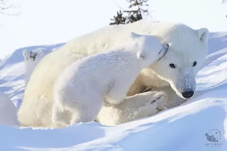 Polar-Bear-Provincial-Park