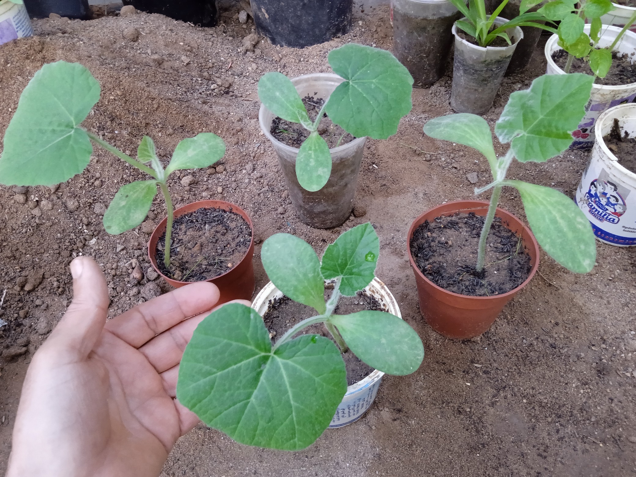 Transferring zucchini seedlings from indoor conditions to the outdoor environment requires careful planning and acclimatization to prevent shock and ensure successful growth.