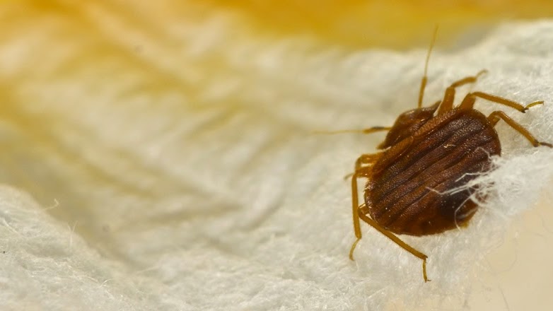 Bed Bug Control Techniques - Get Rid Of Bugs In House