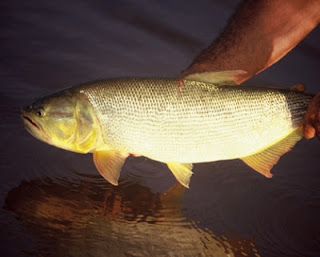 Pantanal Pesca Esportiva