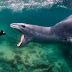 Penguin Swimming Into 'Jaws of Death'