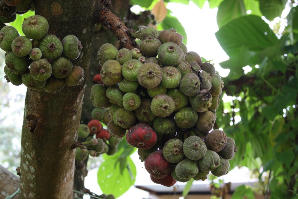 Gaya Peneroka INI BUKAN BUAH  ARA  BUAH  ZAITUN