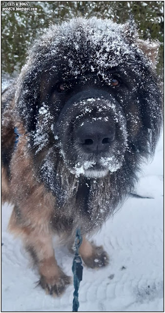 leonberger