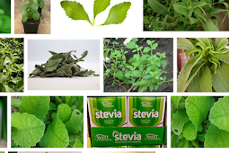 Stevia, Solusi Pengganti Gula Yang Ramah Bagi Penderita Diabetes