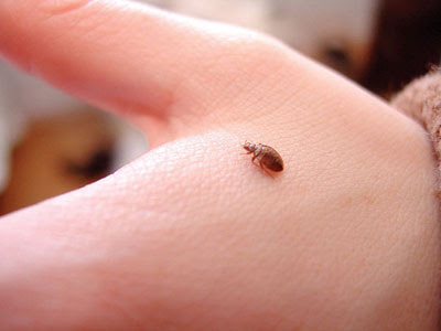 Bed-Bugs-Toronto-02.jpg