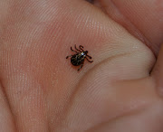 This one is a male dog tick. Click for larger Photo (deer tick)