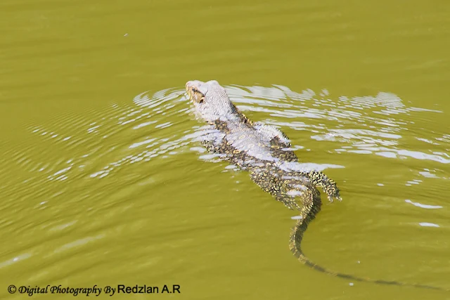 Malayan Water Monitor Lizard