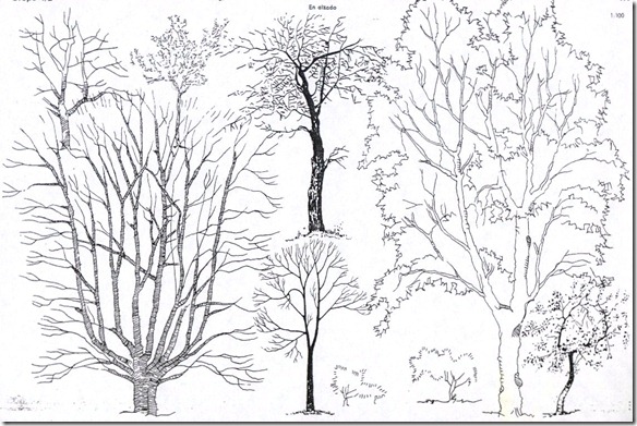arboles croquis4