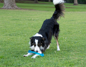 A border collie playing with a Kong Safestix toy