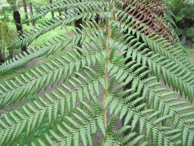 Foglia Dicksonia antarctica