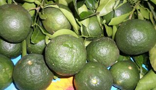   dayap, dayap vs calamansi, dayap philippines, uses of dayap, dayap tree, where to buy dayap in manila, dayap in bisaya, dayap in tagalog, dayap for sale philippines