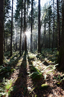 Sunrise Vancouver Island forest Trans Canada Trail.