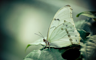 mariposa posada