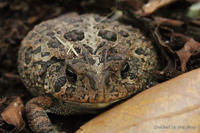 photography, Florida, toad, southern