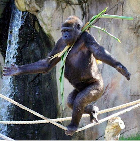 Funny animals of the week - 28 March 2014 (40 pics), gorilla balancing on rope