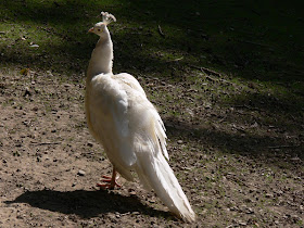 New-White-Peacock-wallpaper