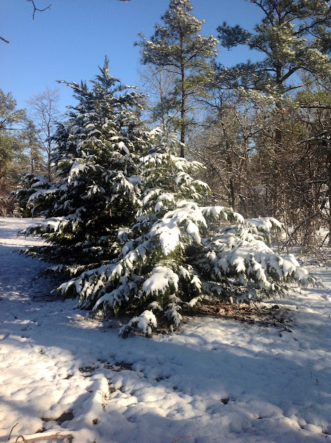 snow, trees, Peach County, Georgia