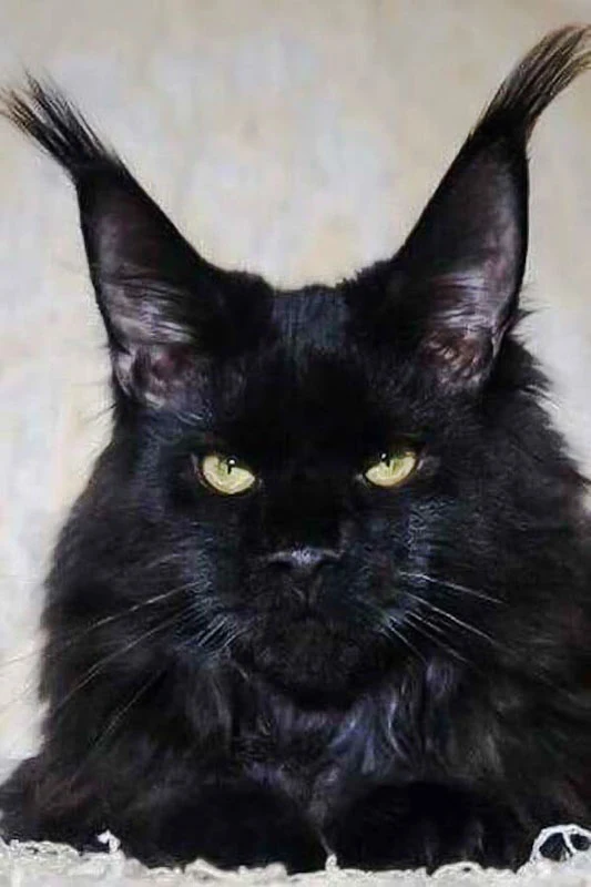 Amazing lynx tipped ears on a black Maine Coon