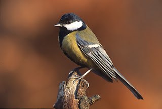 great tit