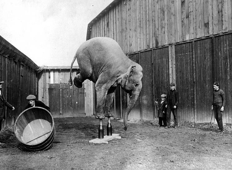 Elephant Tricks