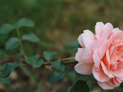 foto de rosas coloridas