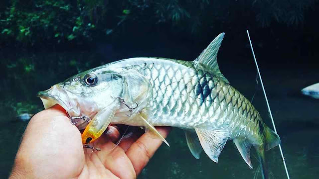 umpan ikan hampala