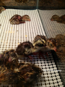 Just hatched Coturnix quail chicks, backyard, urban, homestead