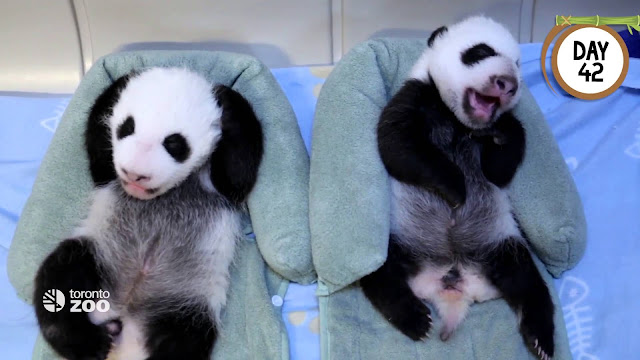 Les premiers moments de la vie de deux pandas !