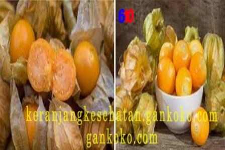 https://keranjangkesehatan.gankoko.com/2021/03/ternyata-buah-ciplukan-kaya-nutrisi.html