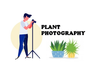 Tips Plant Photography,Saatnya Memotret Tanaman Lebih Aesthetic