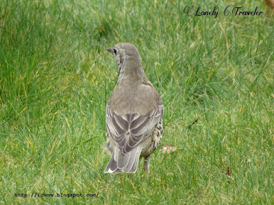 Mistle thrush - Turdus viscivorus