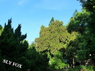 台南神學院蘇萬利花園