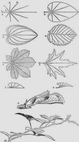 The Growth of Leaves