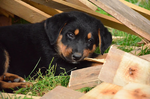 blue heeler mixed with rottweiler