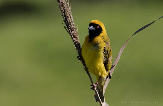 Southern Masked Weaver - Perched Bird Photography - Table Bay Nature Reserve Woodbridge Island
