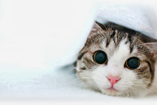  cute cat hd